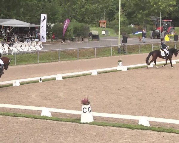 Reitturnier Pforzheim 2016