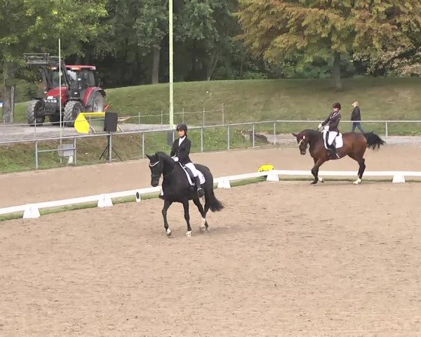 Reitturnier Pforzheim 2016