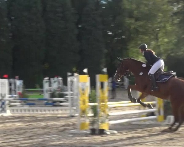 Reitturnier Leverkusen-Teitscheider Hof 2016