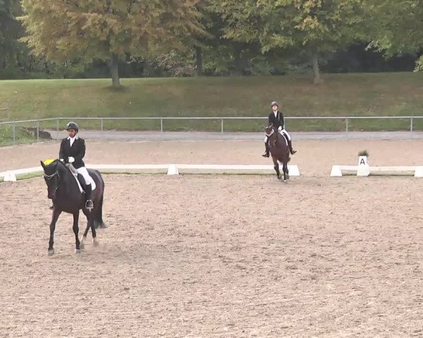 Reitturnier Pforzheim 2016
