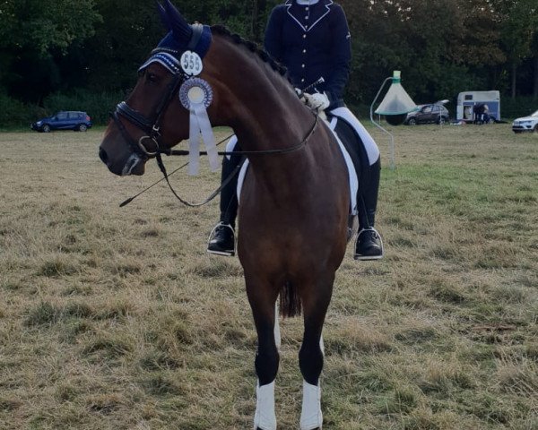 dressage horse Wincero 3 (Hanoverian, 2004, from Wolkenstein II)