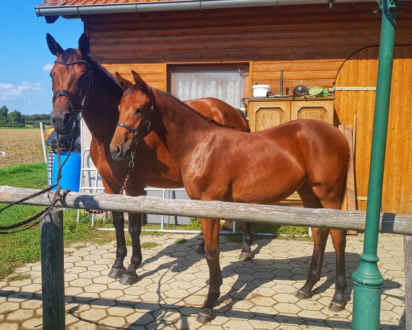 horse Petite Noblesse BR (Oldenburg show jumper, 2018, from Cullinan du Borget B)