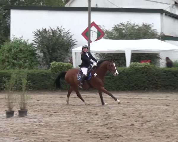 Reitturnier Leverkusen-Teitscheider Hof 2016