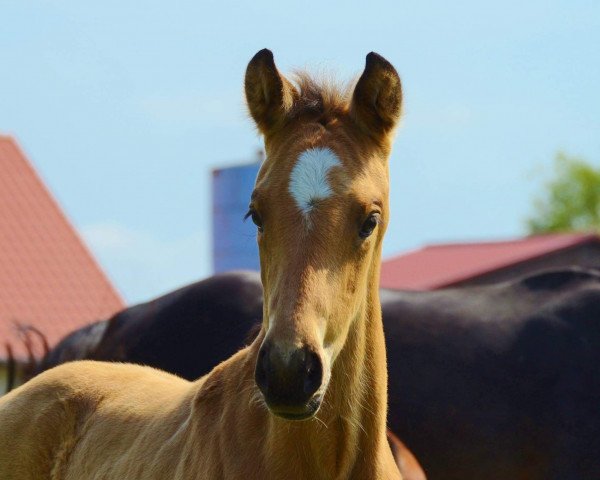 horse Qazimir (German Sport Horse, 2019, from Qaside Md)