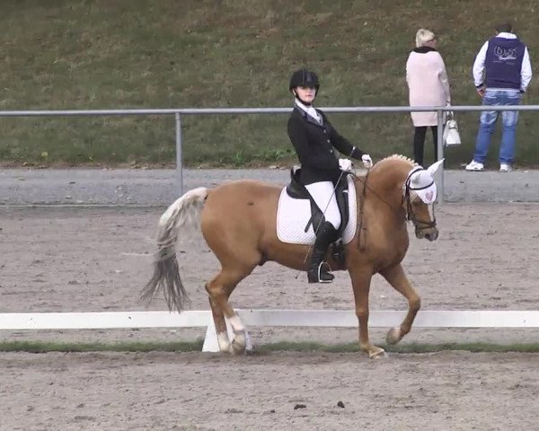 Reitturnier Pforzheim 2016