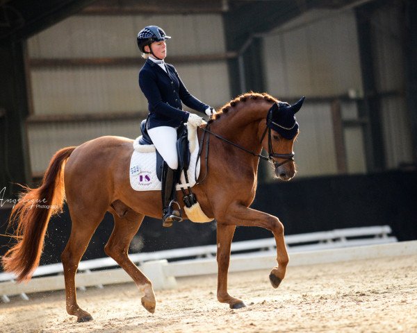 dressage horse Del Sognio (Hanoverian, 2014, from Dimaggio)