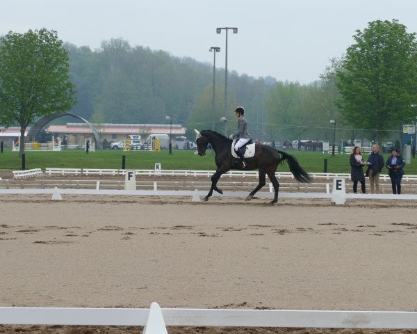 dressage horse Pippilotta JK (German Sport Horse, 2015, from Cassoulet)