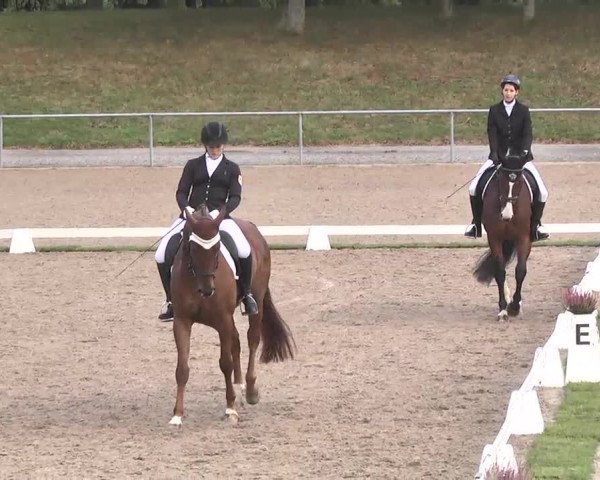 Reitturnier Pforzheim 2016