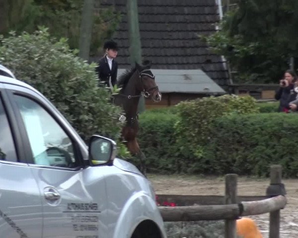 Reitturnier Leverkusen-Teitscheider Hof 2016