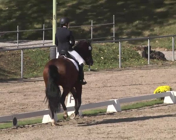 Reitturnier Pforzheim 2016