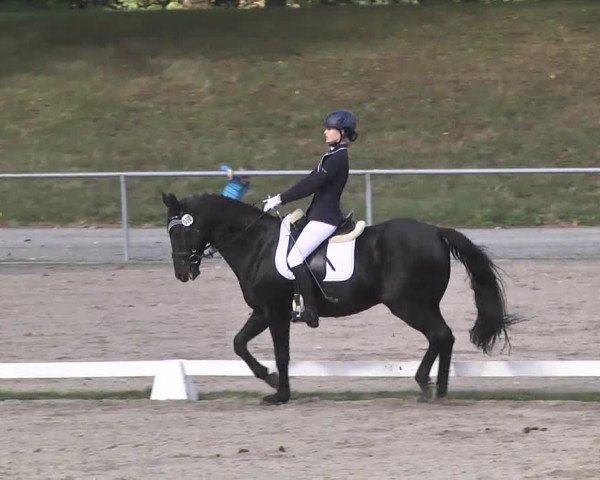 Reitturnier Pforzheim 2016