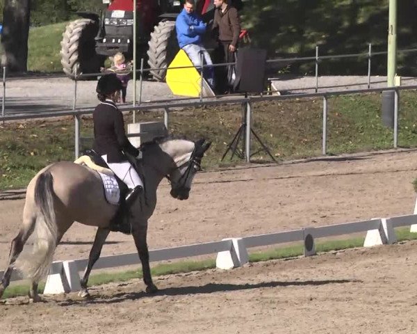 Reitturnier Pforzheim 2016