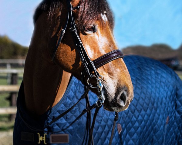 horse Hera297 (Hanoverian, 2013, from Hochadel)