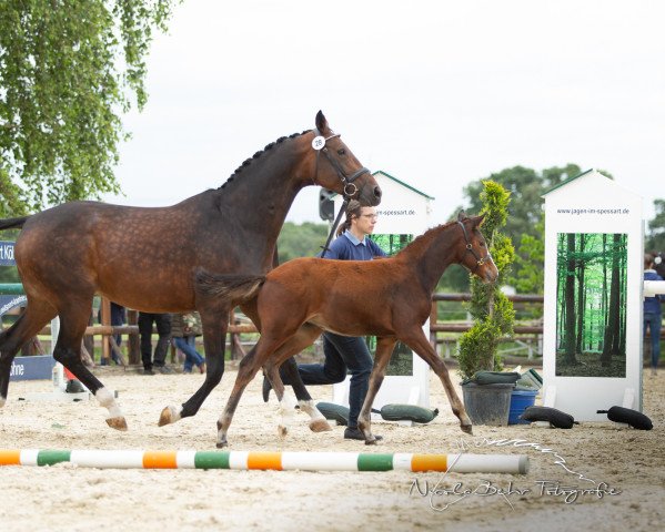dressage horse Zonella (Westphalian, 2019, from Zoom)