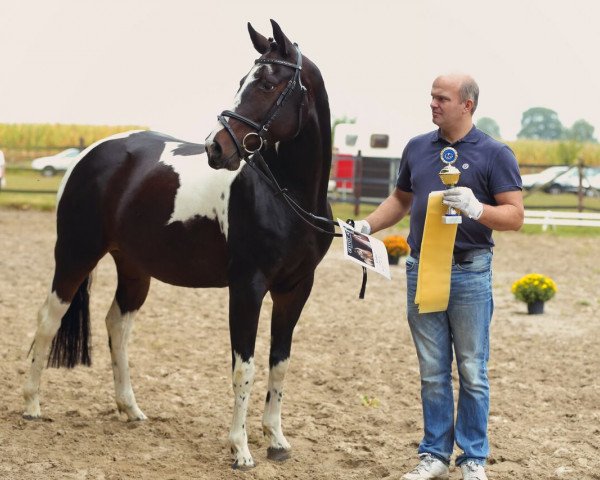 broodmare Viva Luna (Pinto with riding horses pedigree, 2009, from Sunny Boy)