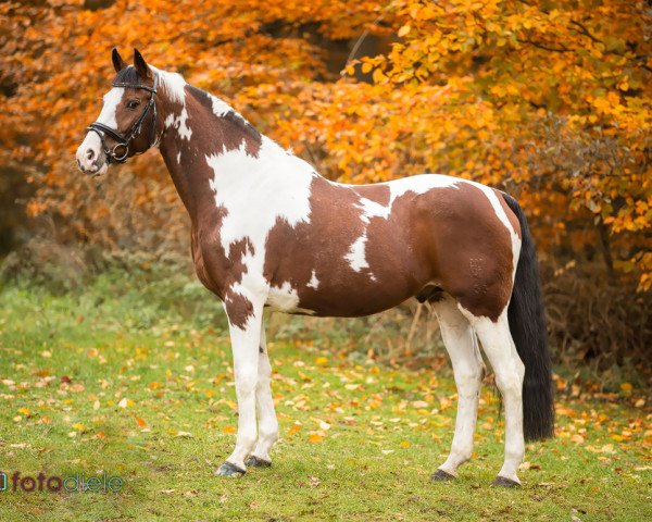 stallion Strahlemann (Pinto / Hunter, 2001, from Sambuco B)