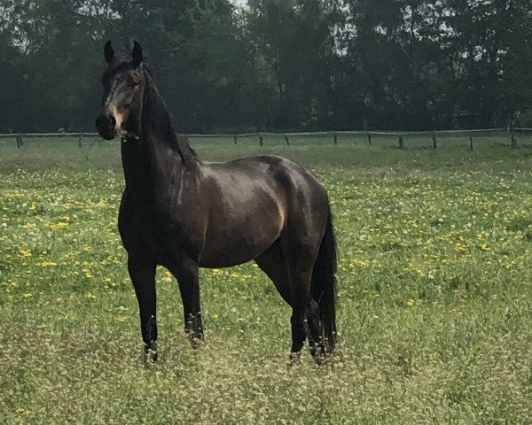 horse Thiago SH (Westphalian, 2015, from Tomahawk)