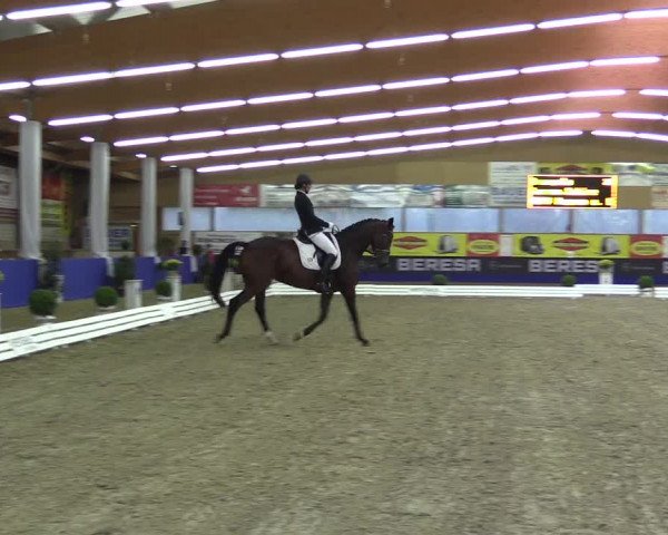 Dressurturnier Isterberg 2016