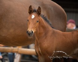 Springpferd Carla K 4 (Westfale, 2019, von Chapeau TN)