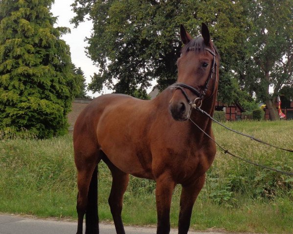 broodmare Cindy F (Hanoverian, 2011, from Contendros Bube)