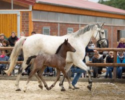 Springpferd Call me Carla 5 (Westfale, 2019, von Crusoe 5)