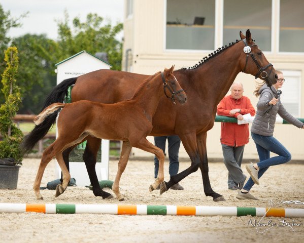 horse Viscevado BE (Westphalian, 2019, from Viscerado)