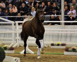 Deckhengst Fanatico (Hannoveraner, 2016, von For Romance I)