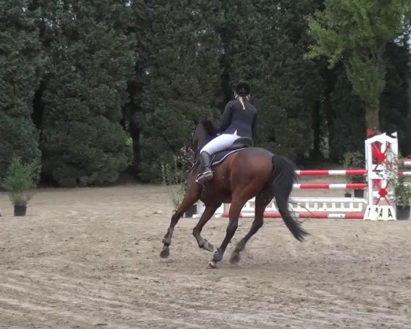 Reitturnier Leverkusen-Teitscheider Hof 2016