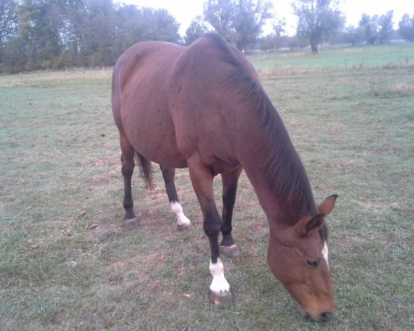 broodmare Gloria (Mecklenburg, 1998, from Golden Miller)