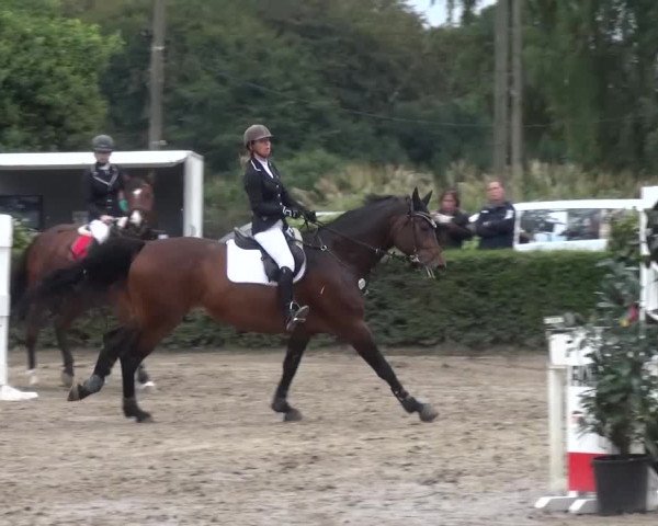 Reitturnier Leverkusen-Teitscheider Hof 2016