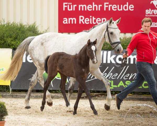 horse Calina RS (Westphalian, 2019, from Congress)