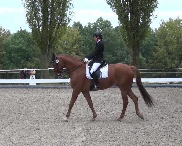 Reitturnier Leverkusen-Teitscheider Hof 2016