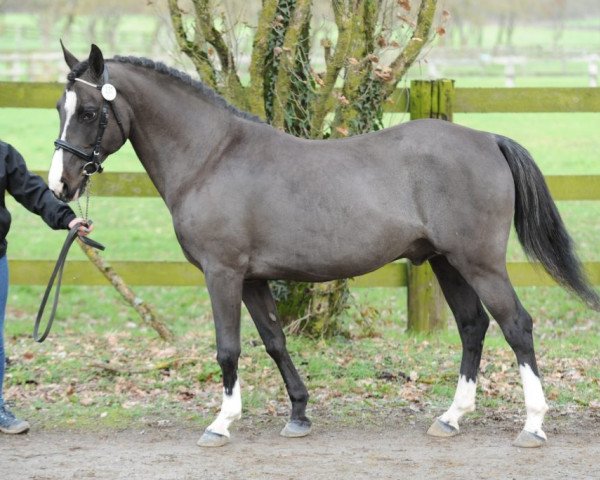 Deckhengst Neicop d'Argent (Französisches Pony, 2001, von Osier du Maury AA)