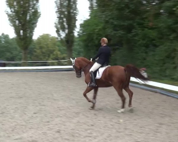 Reitturnier Leverkusen-Teitscheider Hof 2016