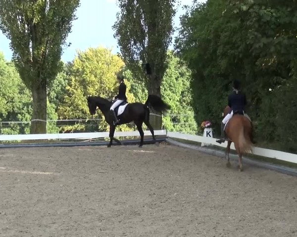 Reitturnier Leverkusen-Teitscheider Hof 2016