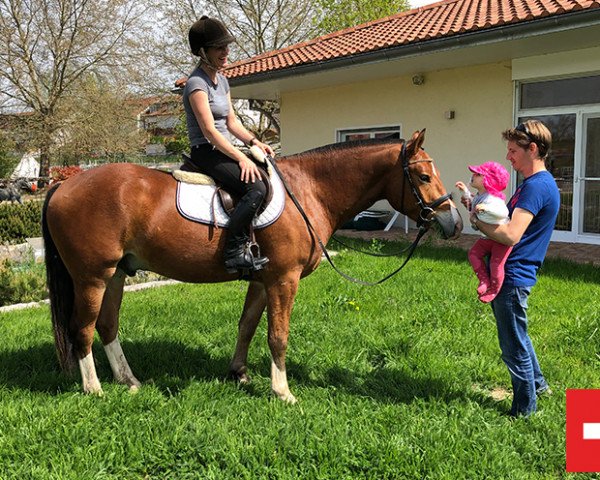 horse Henzo (Freiberger, 2015, from Horlando)