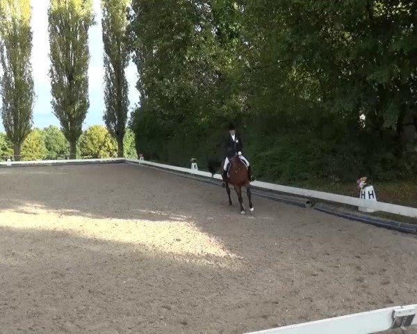 Reitturnier Leverkusen-Teitscheider Hof 2016