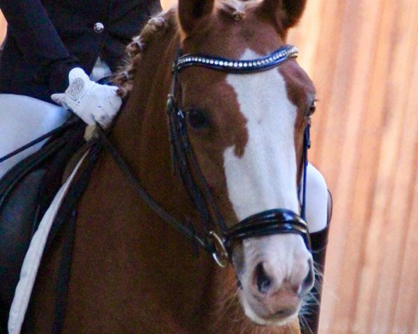 dressage horse Miss Mary Lou (New Forest Pony, 2006, from Snippeling Boy)