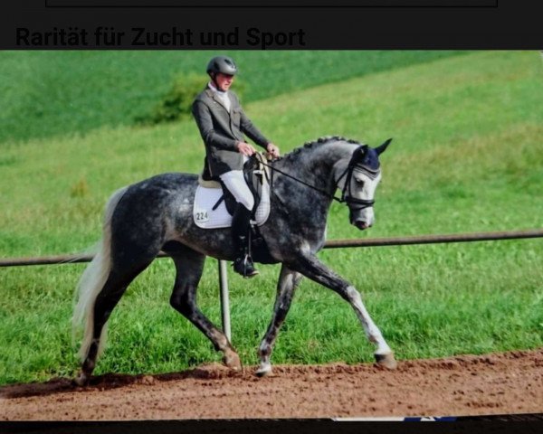 dressage horse Licotess (Oldenburg, 2013, from Likoto xx)