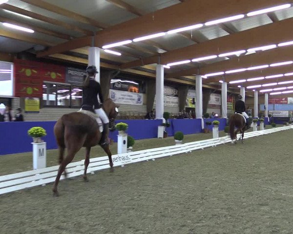 Dressurturnier Isterberg 2016