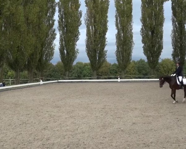 Reitturnier Leverkusen-Teitscheider Hof 2016