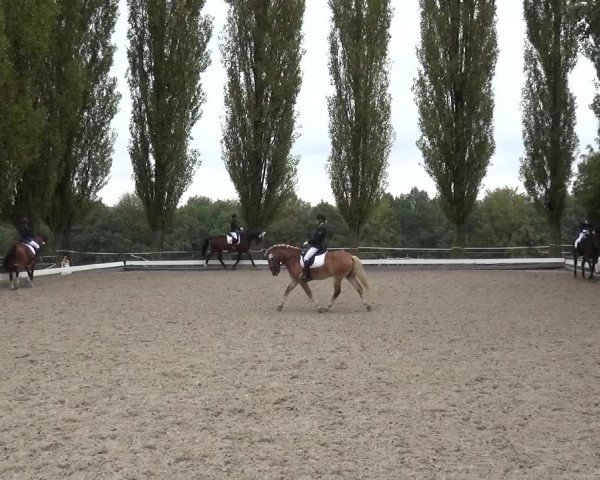 Reitturnier Leverkusen-Teitscheider Hof 2016