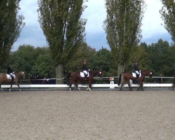 Reitturnier Leverkusen-Teitscheider Hof 2016