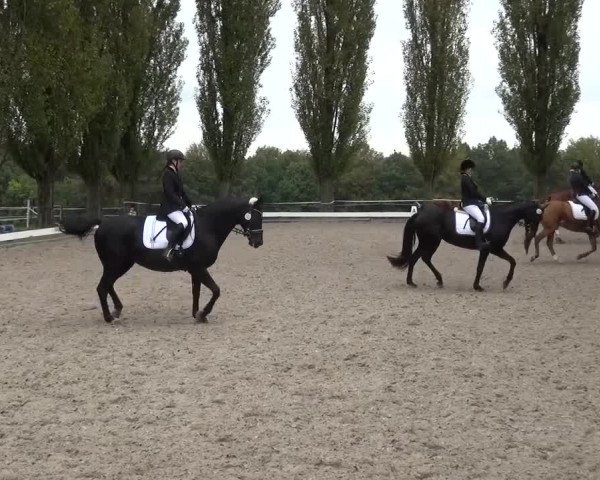 Reitturnier Leverkusen-Teitscheider Hof 2016