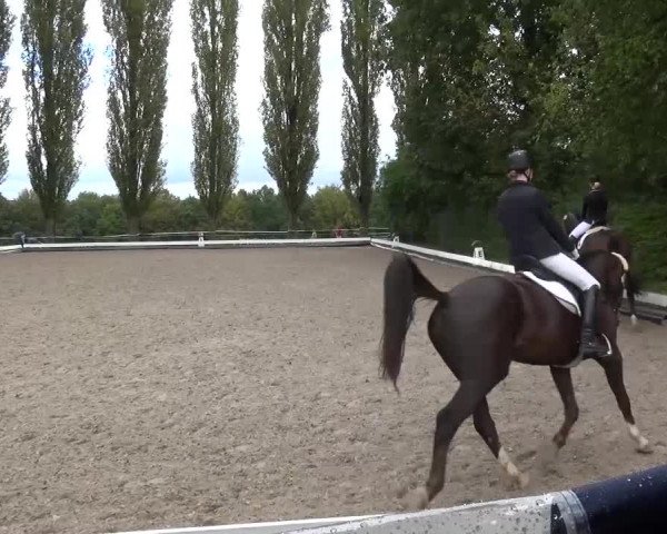 Reitturnier Leverkusen-Teitscheider Hof 2016