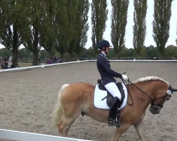 Reitturnier Leverkusen-Teitscheider Hof 2016