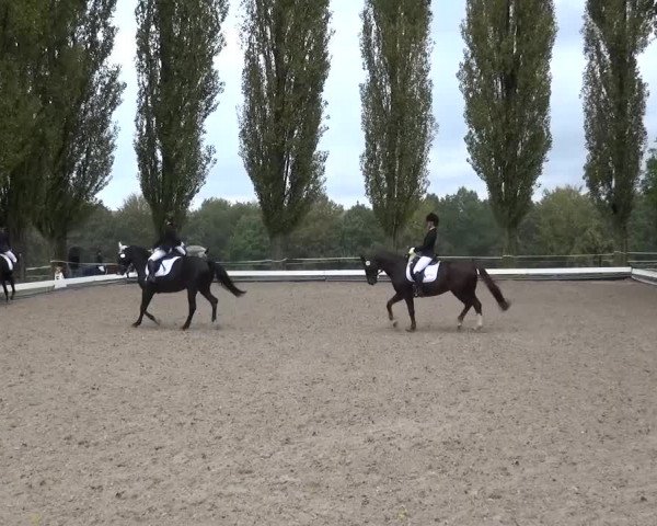 Reitturnier Leverkusen-Teitscheider Hof 2016