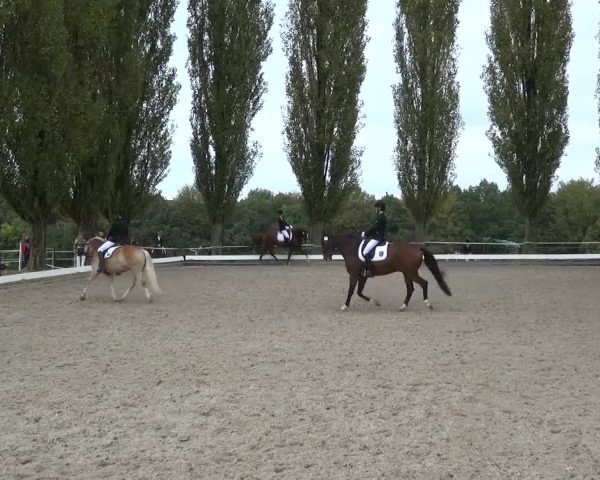 Reitturnier Leverkusen-Teitscheider Hof 2016