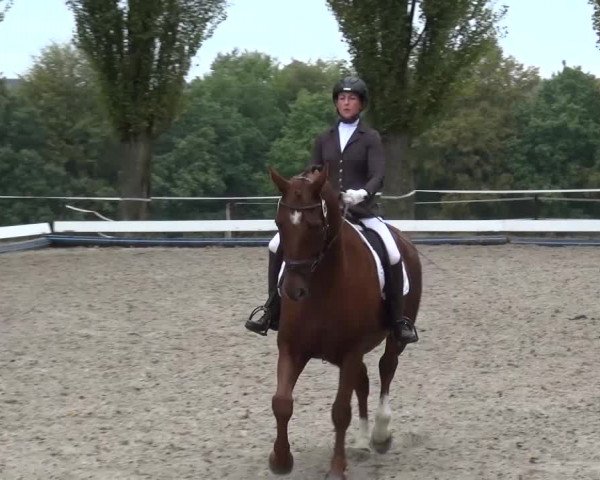Reitturnier Leverkusen-Teitscheider Hof 2016