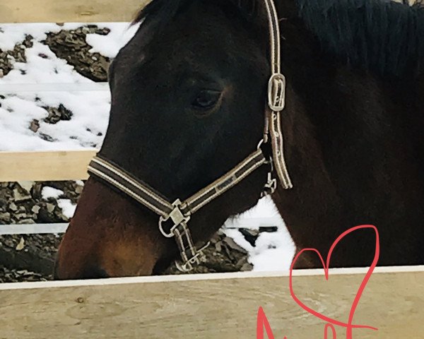 broodmare Britta W (KWPN (Royal Dutch Sporthorse), 2006, from Dollar du Murier)
